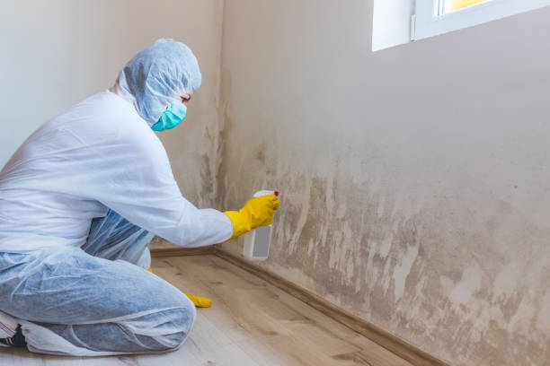 Licensed Mold Remediation service in Bryn Athyn, PA - WQB Mold Removal